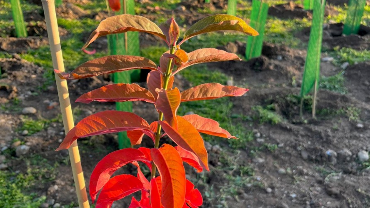 Microsoft Italia aderisce al progetto Forestami 