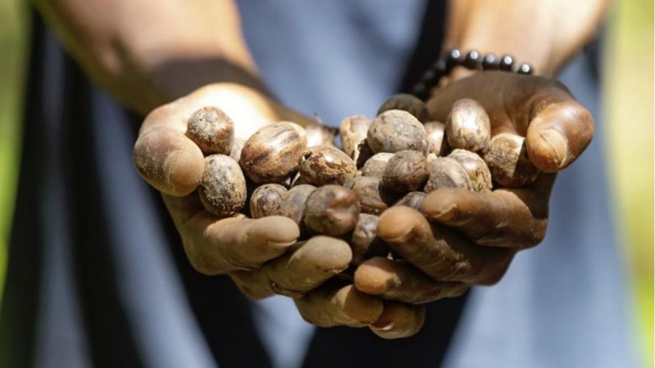 Eni: al via raccolta semi di caucciù per la produzione di olio vegetale per le bioraffinerie