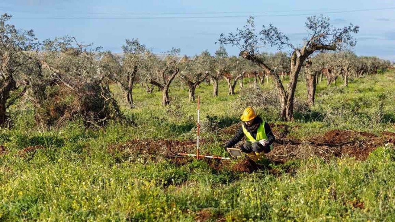 Terna, Elmed: avviate le attività di espianto e ripiantumazione di oltre 1700 ulivi a Partanna, in provincia di Trapani