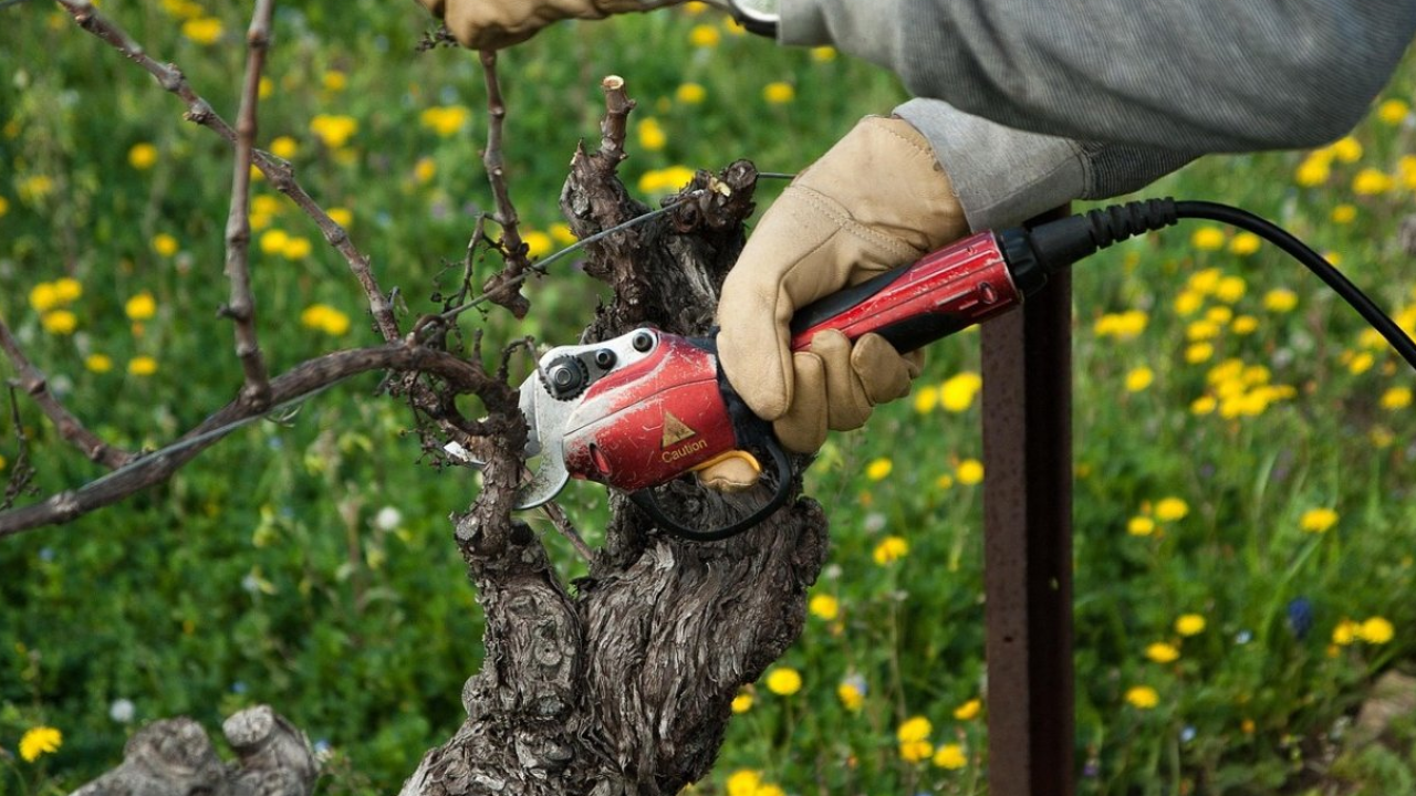 Lavoro: 335mila assunzioni previste dalle imprese ad agosto, il 67,0% a tempo determinato