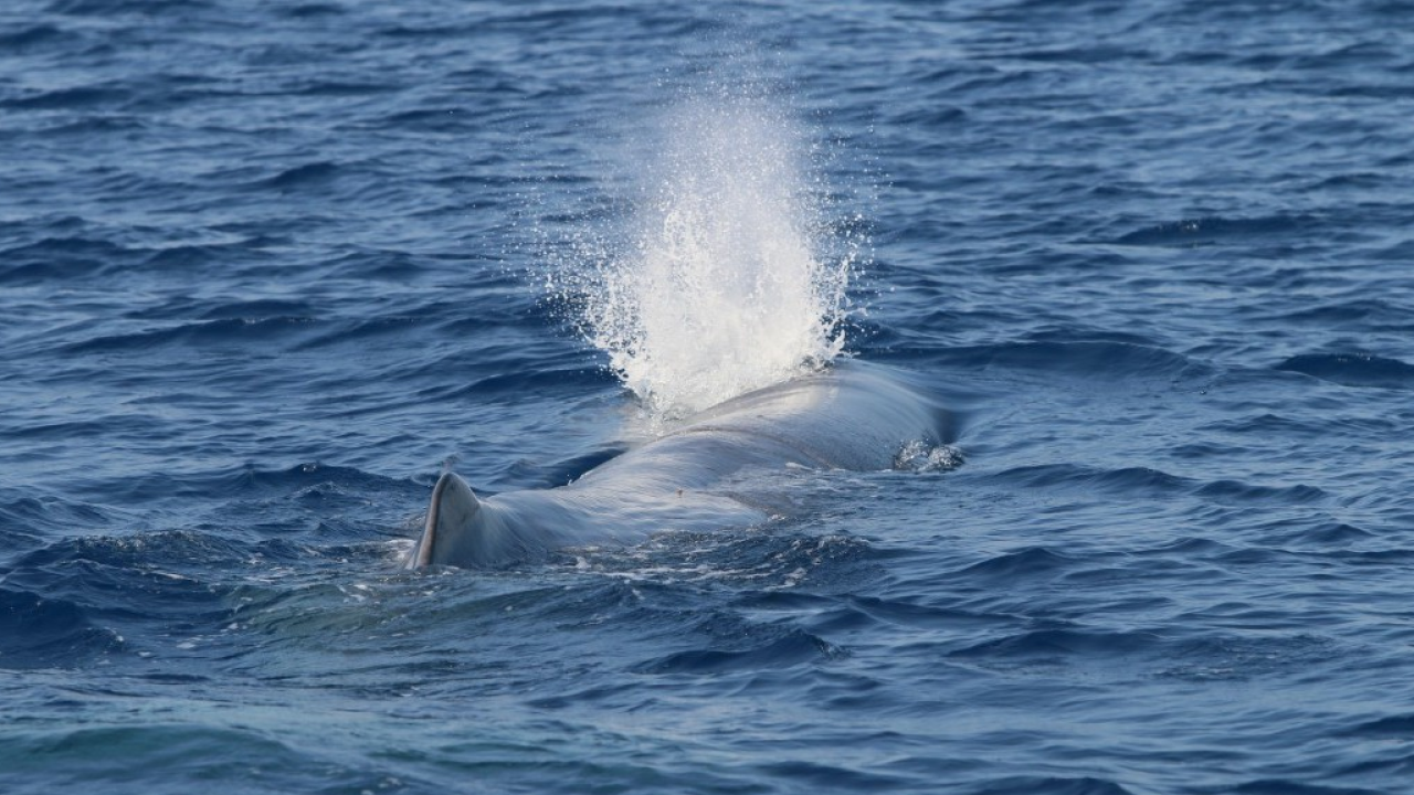 Canon e Istituto Tethys: 15 anni di impegno nella protezione della fauna marina